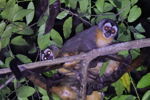 Black-headed Night Monkey