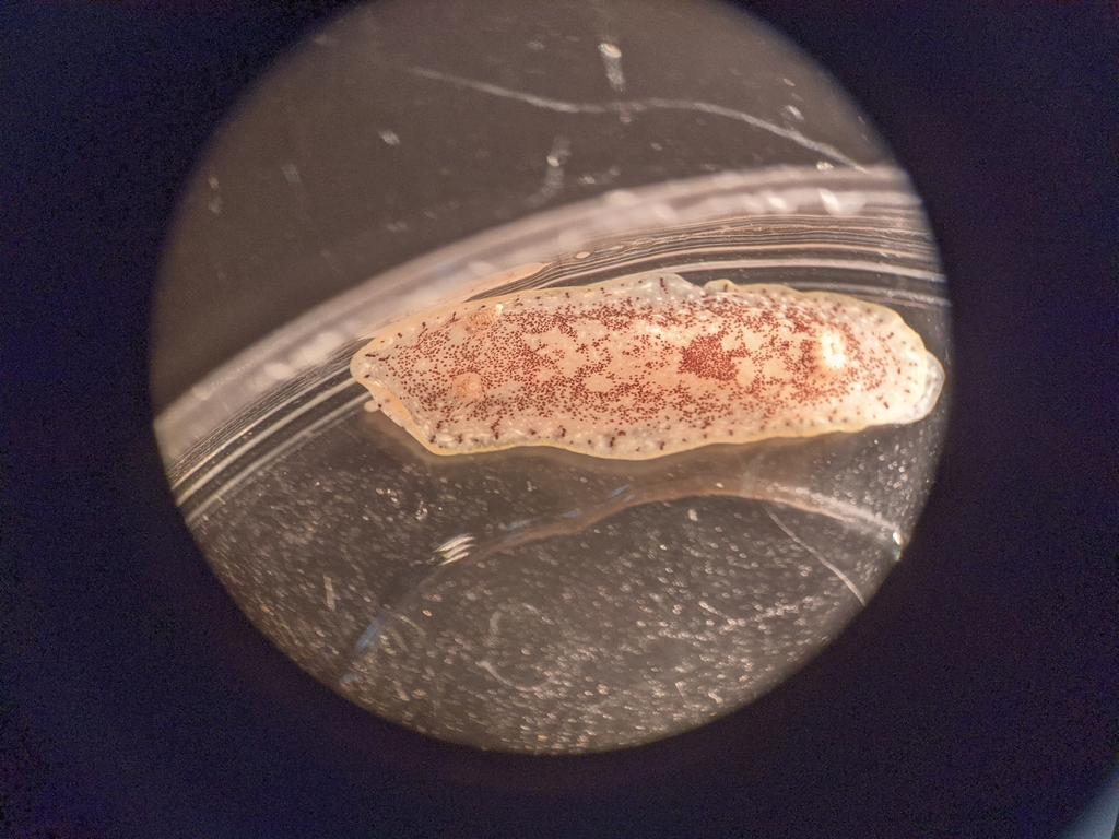 Brown-speckled Doris