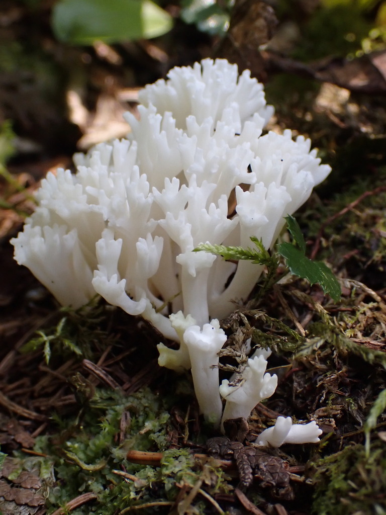 Ramariopsis sp. 'NY01'