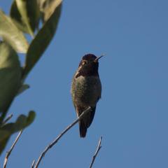 Calypte anna
