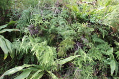 Sticherus umbraculifer