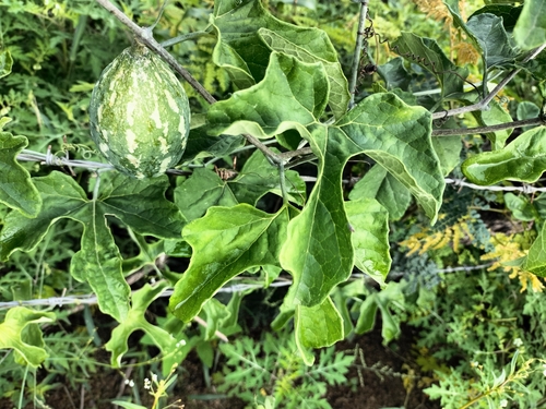 Image of Ibervillea Fusiformis (Ibervillea fusiformis) by no rights reserved