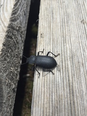 Iphthiminus serratus