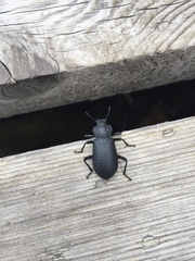 Iphthiminus serratus