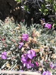 Astragalus spatulatus