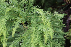 Sticherus umbraculifer