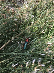 Stenaspis verticalis