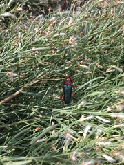 Stenaspis verticalis