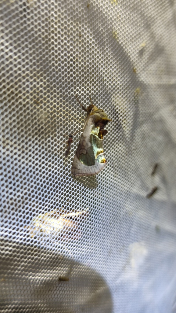 Diachrysia zosimi