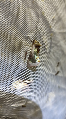 Diachrysia zosimi