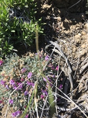 Astragalus spatulatus