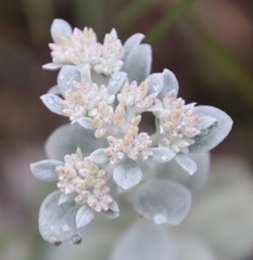 Helichrysum sutherlandii