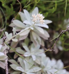 Helichrysum sutherlandii