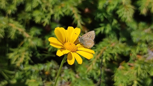 Georgian False Argus