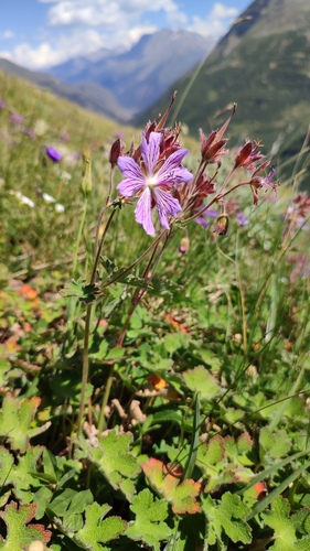 Geranium renardii, photograph 6