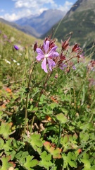 Geranium renardii, photograph (c) Svyatoslav Knyazev, some rights reserved (CC BY)