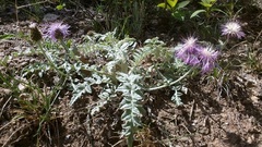 Psephellus declinatus