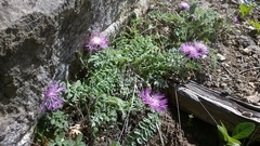 Psephellus declinatus