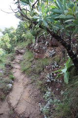Helichrysum sutherlandii