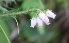 Erica oatesii