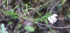 Erica oatesii
