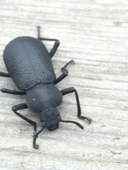 Iphthiminus serratus