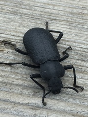 Iphthiminus serratus