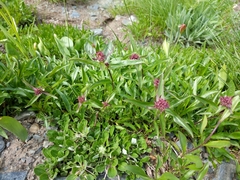 Penstemon procerus tolmiei