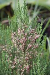 Erica caffrorum