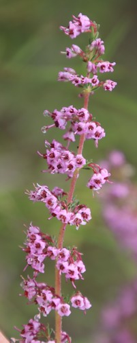 Image of Summer Heath (Erica aestiva) by (c) Tony Rebelo, some rights reserved (CC BY-SA)