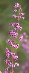 Erica aestiva