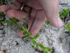 Bacopa