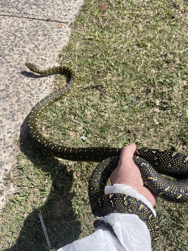 Diamond Python sighting