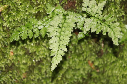 Asplenium laciniatum, photograph 6