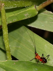 Conocephalus melaenus