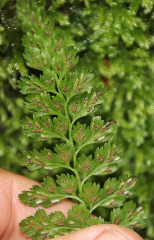Asplenium laciniatum (Asplenium laciniatum)