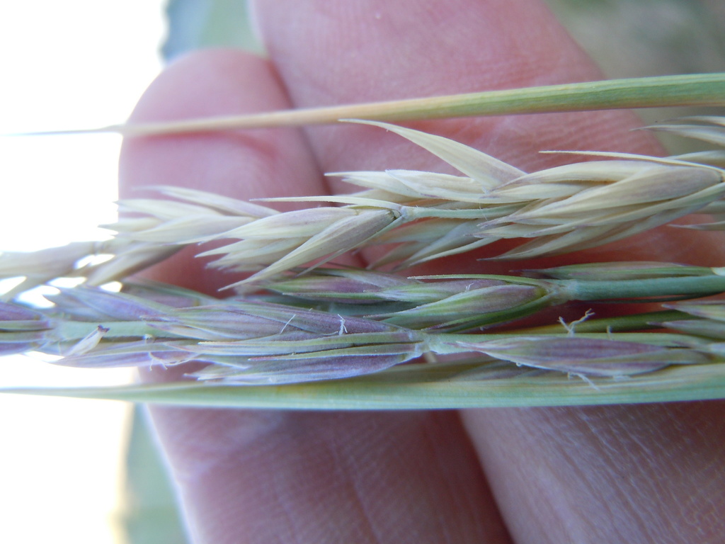 beardless wild rye (Santa Clara River Natural History ) · iNaturalist