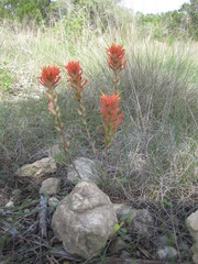 Castilleja lindheimeri