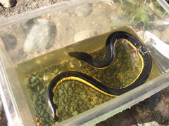 Hydrophis platurus