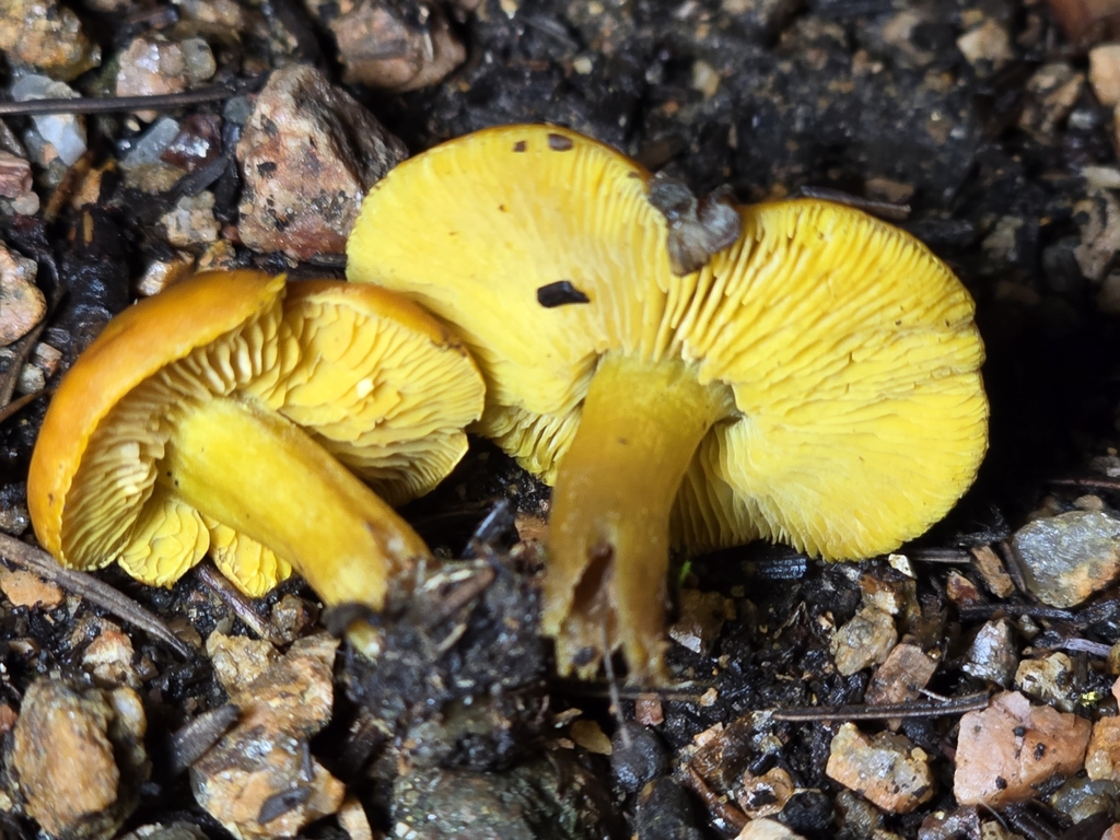 Calocybe sp. 'CO01'