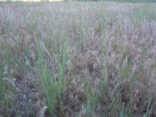 Creeping wild rye (Plants of Rosewood Nature Study Area) · iNaturalist