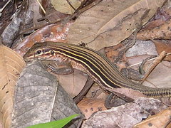 Aspidoscelis lineattissimus