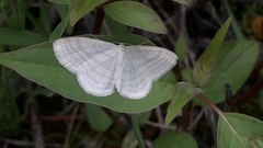 Scopula quadrilineata