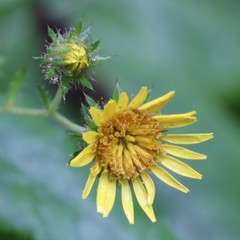 Berkheya montana