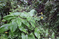 Berkheya montana