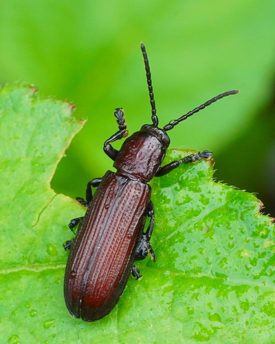 Lasiochila bicolor Pic, 1924