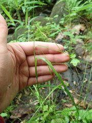 Carex debilis