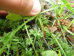 Carex debilis