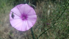 Convolvulus althaeoides althaeoides