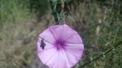 Convolvulus althaeoides althaeoides